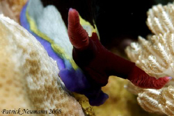 this nudi ´coming close :-)) .. Canon 400D/Hugyfot by Patrick Neumann 